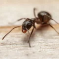 Pest Control