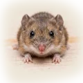 Rodent Control & Exclusion